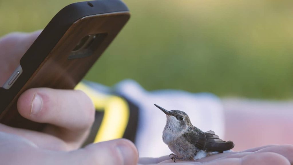 Reconnaître le chant des oiseaux